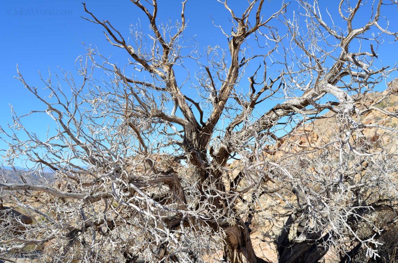 Creosote Bush