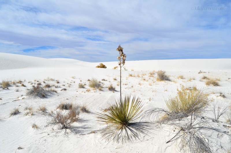 Plant in white sand at White Sands National Park