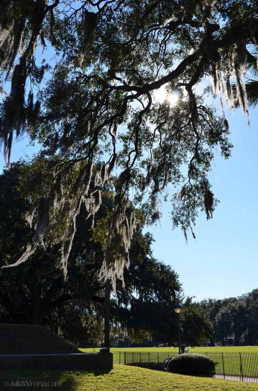 Tree in Forsyth Park in Savannah, GA