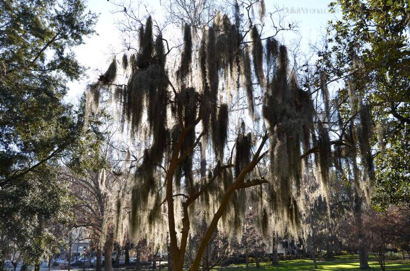 Spanish moss in Forsyth Park in Savannah Georgia