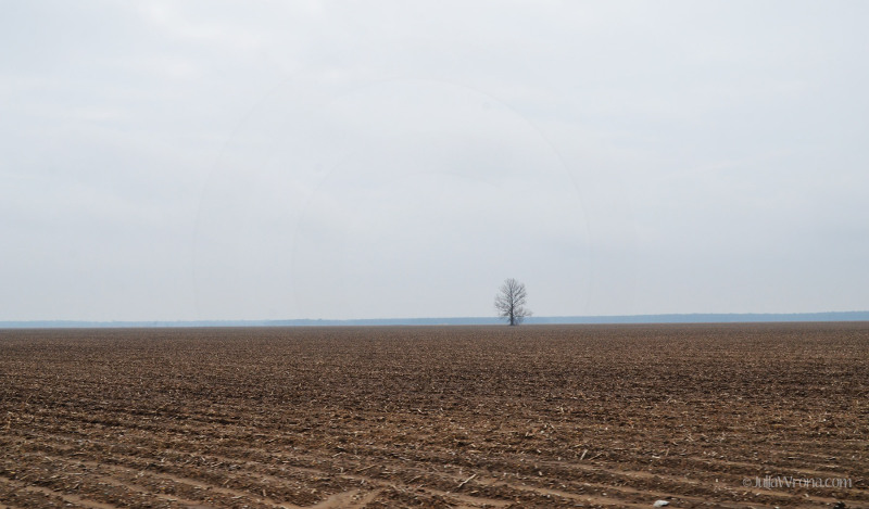 Empty cotton field in winter in the Mississippi Delta