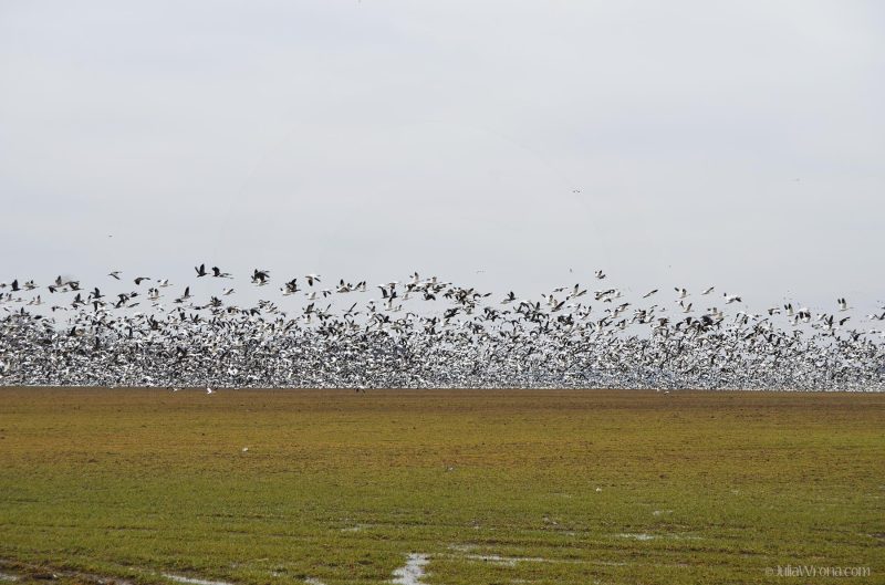 Birds taking over a field in The Mississippi Delta