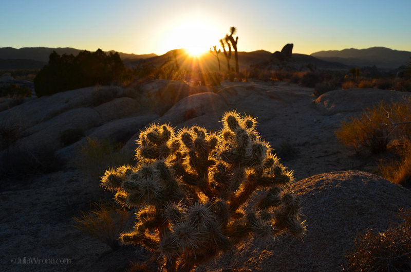 Sun flare in Joshua Tree National Park lighting up a cholla cactus