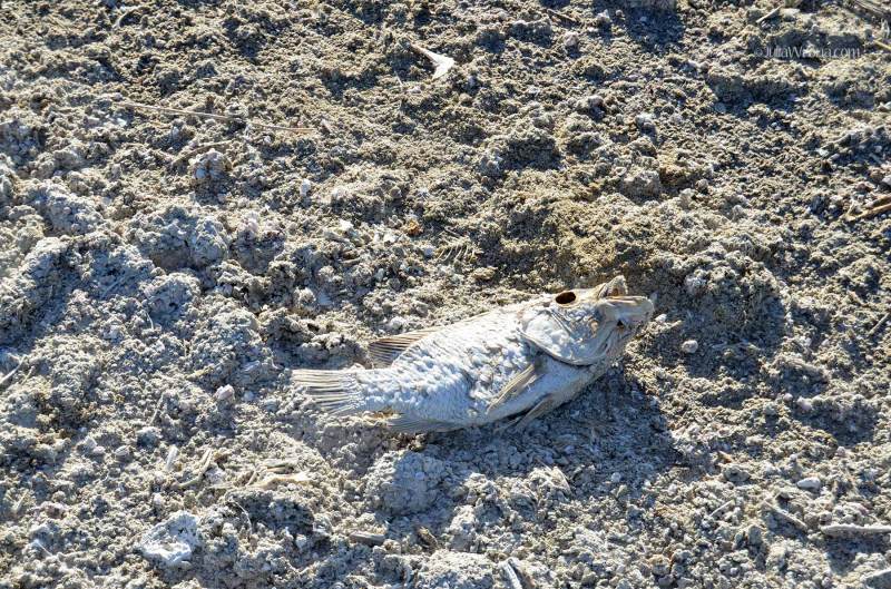 Dead fish on Bombay Beach