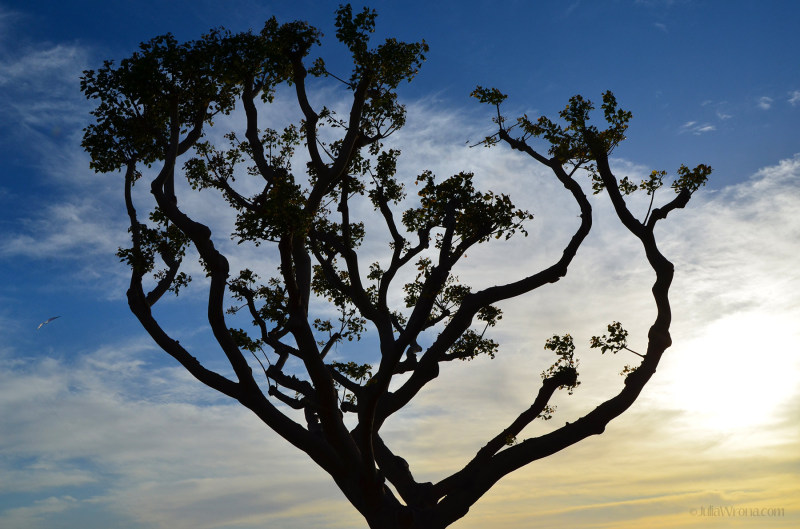Tree on San Diego waterfront