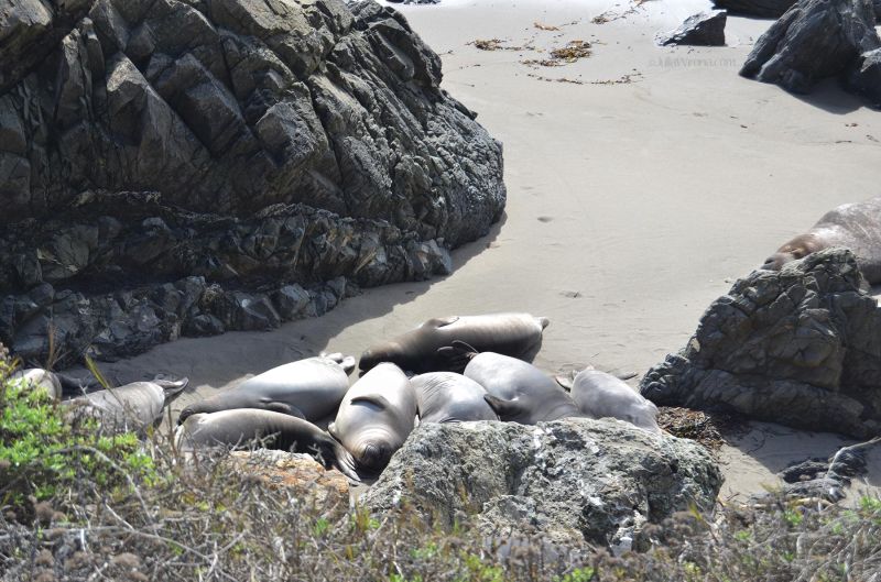 Elephant seals on beach in San Simeon