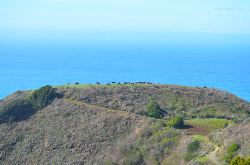 Horses on the bluff overlooking the Pacific Ocean