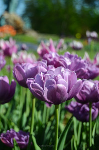 Purple Double Tulip