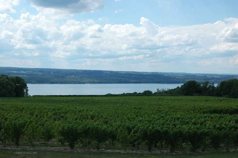Vineyard on Seneca Lake