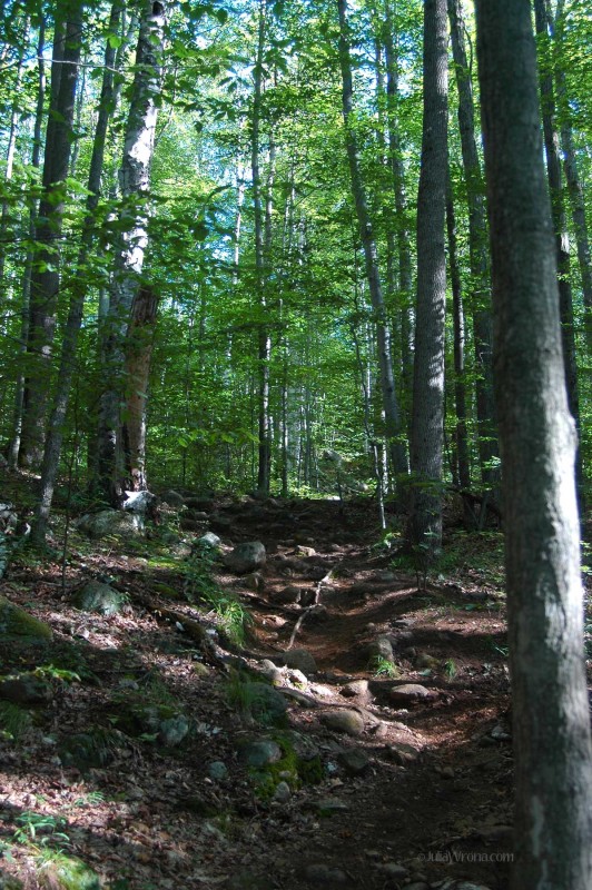 Trail up Catamount Mountain